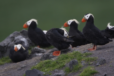 A group of Tufted Puffins - chunky, black bodied, white faced, orange footed, and yellow-tufted seabirds - stand atop a grassy rock