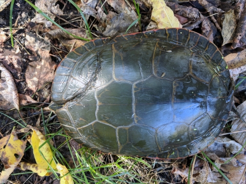 A western painted turtle with a repaired shell