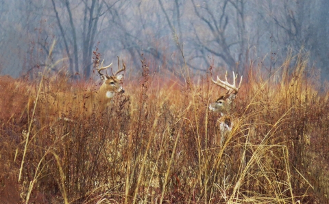 Two white-tailed deer bucks in tall grass