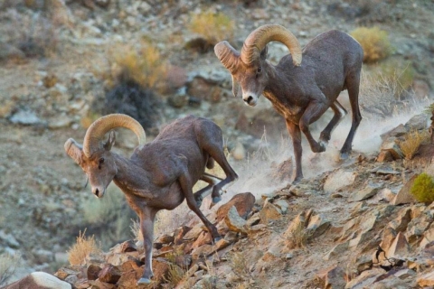 desert bighorn sheep run down a rocky slope