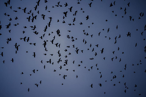 Birds flying at dusk