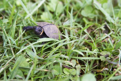 A small turtle walks through the grass