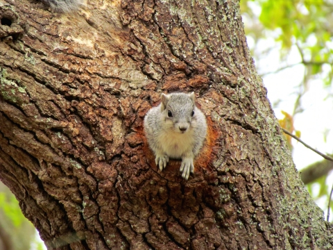 Delmarva Peninsula fox squirrel peeks out of tree cavity nest.