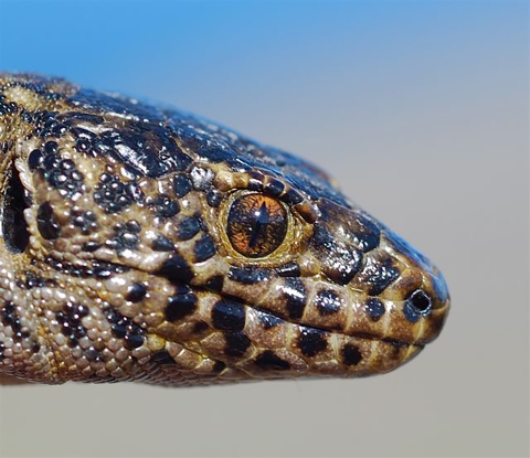 Closeup of lizard's face side profile. Lizard is brown with black spots.