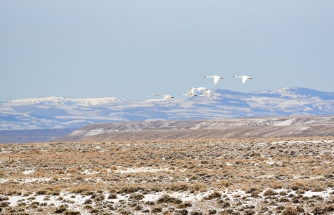 Trumpeter swans fly across a wintery sagebrush steppe dotted with snow at Seedskadee National Wildlife Refuge.