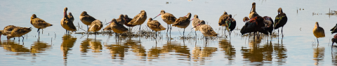 A group of wading birds with long, straight bills stand in shallow water. Their reflection appears in the water in front of them.