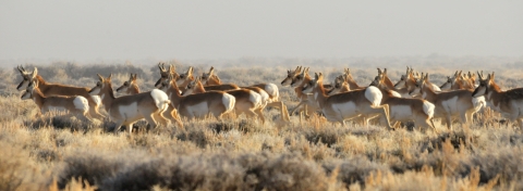 A herd of deer-like animals called pronghorn runs across the plains.