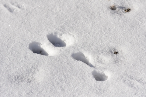 Paw prints in the snow -- with two two pads side by side followed by an exclamation point -- are those of a pygmy rabbit.