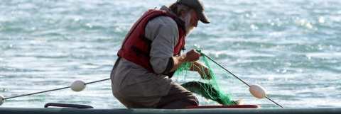 man netting a fish