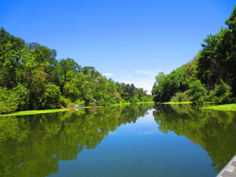 A view of the Sacramento River. Its flat, blue water is lined by bright green trees and vegetation. Blue skies are overhead.