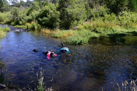 Two divers in drysuits snorkel in a creek.