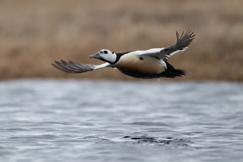 A duck flies over a tundra pond.