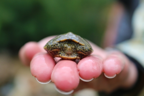 A small turtle resting on a person's hand