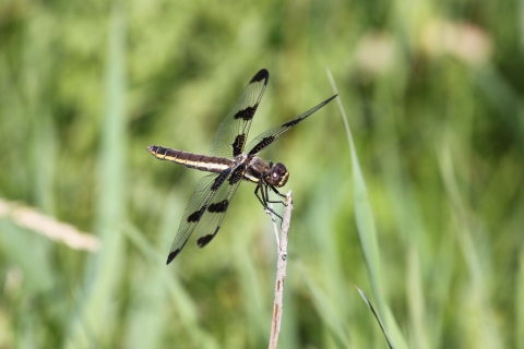 A dragonfly with a long body and four black-spotted wings rests on the end of a reed or blade of grass.