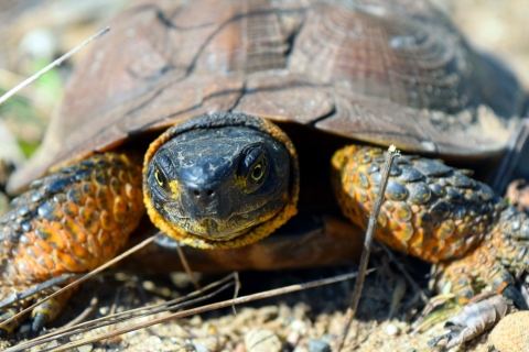 A wood turtle with yellow highlights around the legs and neck
