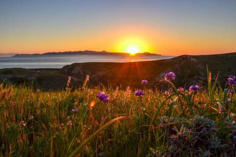A sunrise peeking over a field of flowers