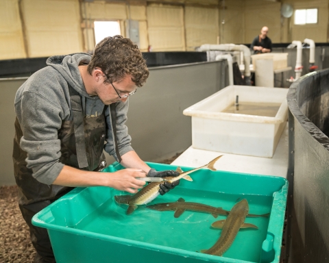 A person holds a fish in the water and uses a syringe to add a tag under it's skin. 