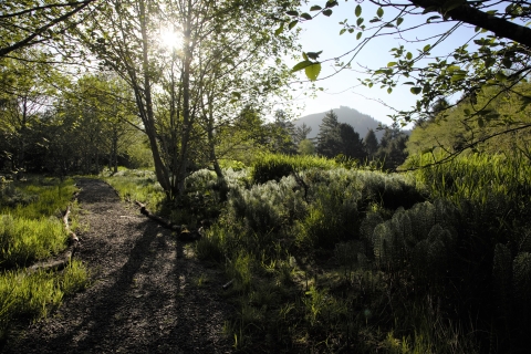 Sun glints through an alder tree over a gravel pathway cutting through glinting greenery