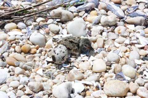 American oystercatcher chick and egg