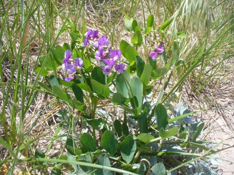 The purple flowering beach pea thrives on the refuge dunes