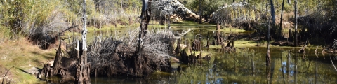 A forest wetland with water in the foreground and pine trees in the background. Tree stumps emerge from the water.
