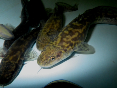 Burbot