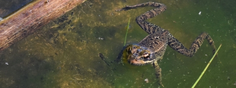 A frog pokes its head out of green pond water.
