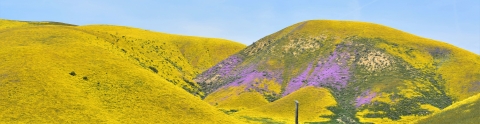 Yellow and purple flowers carpet a valley floor and hills.