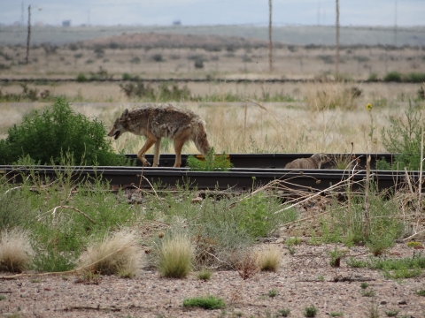 A coyote and a badger walking along railroad tracks in a field