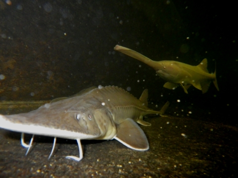 Pallid Sturgeon & Paddle Fish 