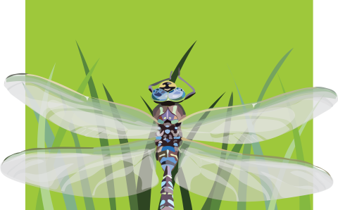 depiction of a dragonfly on grass