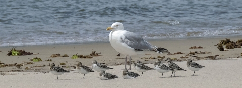 A large white-gray bird gull on an ocean beach with nine much smaller birds (sanderlings) next to it