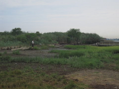 Refuge biologist looks out onto a greening marsh