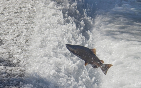 Adult Chinook salmon jumping out of the water