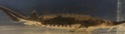 Juvenile lake sturgeon raised at Edenton National Fish Hatchery