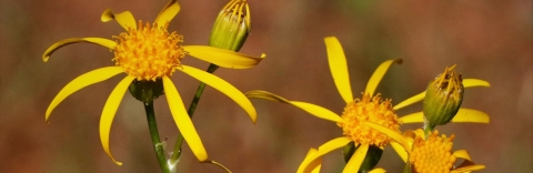 Close-up of two yellow flowers each with 8 narrow petals.