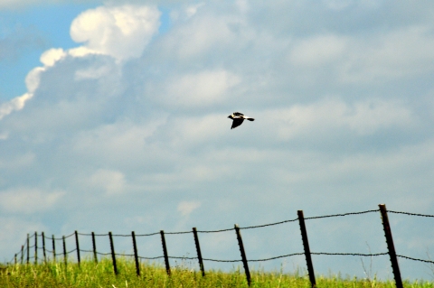 Male Bobolink Taking Flight 