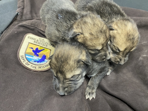 Three Mexican wolf pups lay on a FWS jacket