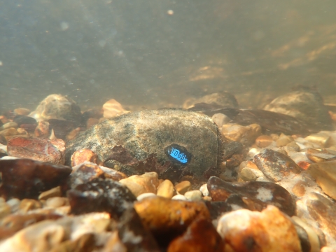 Blue HallPrint tagged Louisiana Pearshell Mussel in rocky creek bottom.
