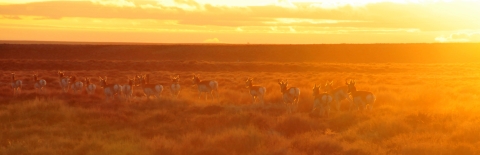A couple dozen pronghorns running over dry sagebrush land as the setting sun casts an orange glow over the whole scene
