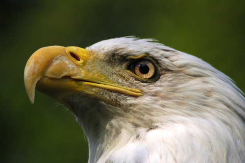 An image of a Bald Eagle.