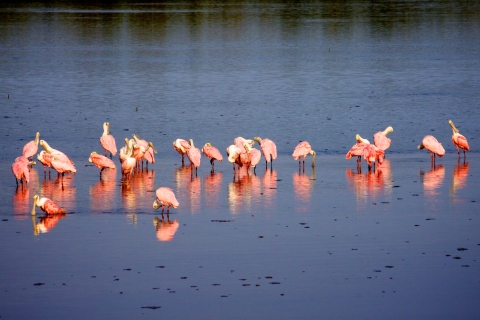 More than a dozen pink wading birds standing in shallow blue water