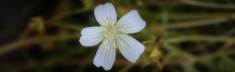 A small white flower with five petals.