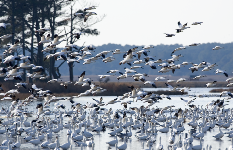 A huge flock of snow geese take off from a shallow pool