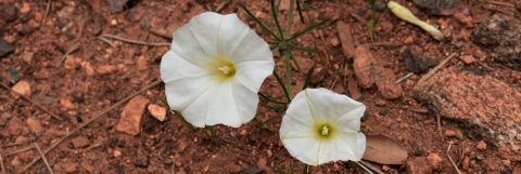 Two white trumpet shaped flowers. The ground is bare and gravelly.