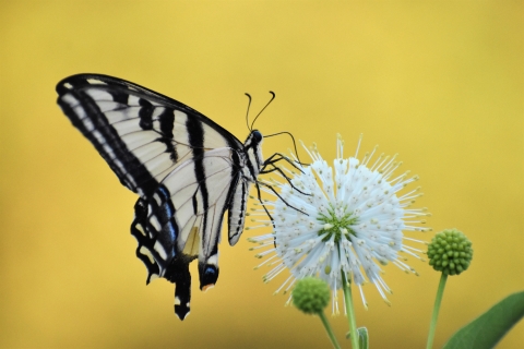 A yellow butterfly with black stripes feeds on a globous flower.