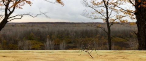 A spindly walking stick bug on a horizontal wooden rail looking out over a wooded flood plain