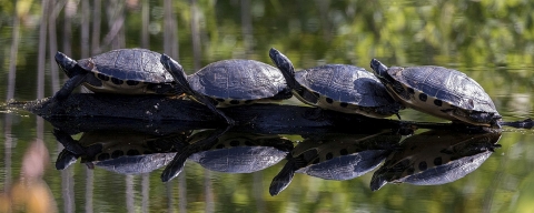 Four turtles standing side-by-side, head-to-tail on a log in water