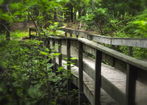 A wooden foot bridge leads into a lush forest