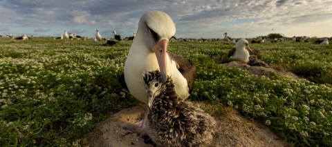 A white seabird called a Laysan albatross tends a smaller brown chick at Midway Atoll National Wildlife Refuge in the Pacific.